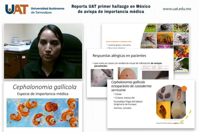  Reporta UAT el primer hallazgo en México de avispa de importancia médica