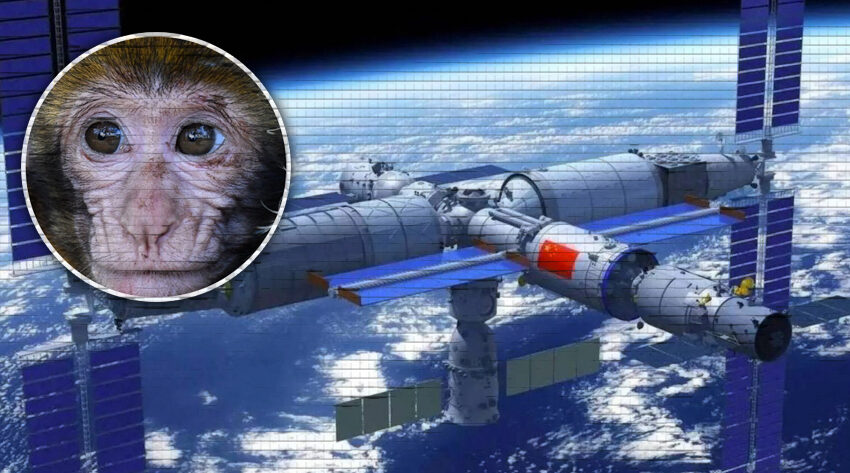  China planea enviar monos al espacio a reproducirse