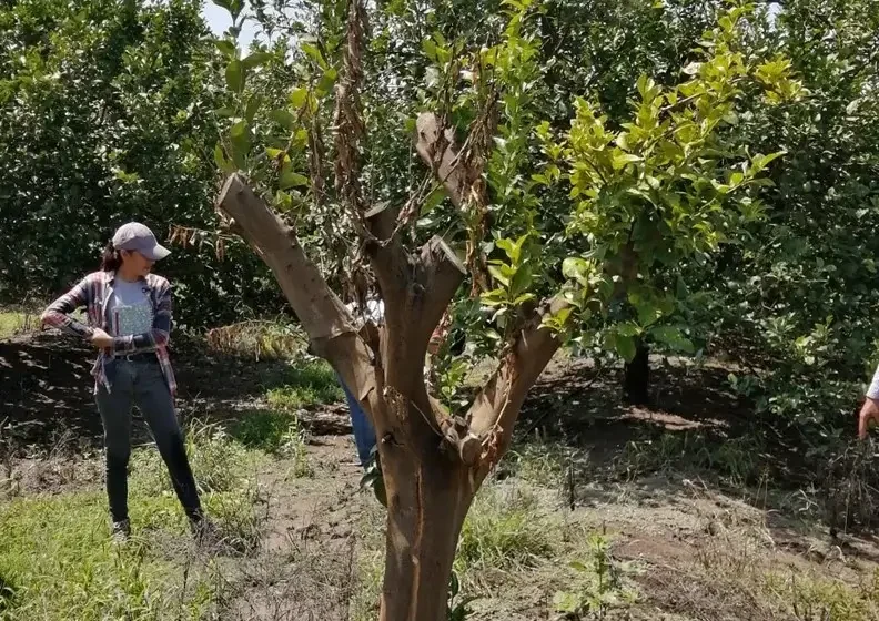  Desarrolla la UAT un proyecto para evaluar los residuos contaminantes de agroquímicos en el suelo