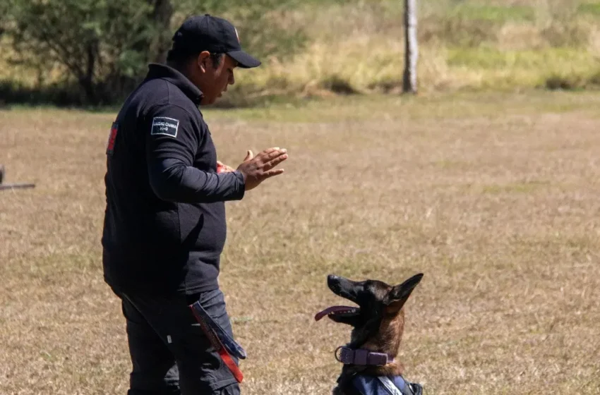  Estudiante de la UAT aporta su experiencia en adiestramiento canino al servicio comunitario